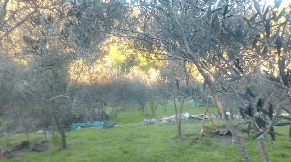 Babino Polje Cottage Melita The Apartment For Animal Lovers מראה חיצוני תמונה